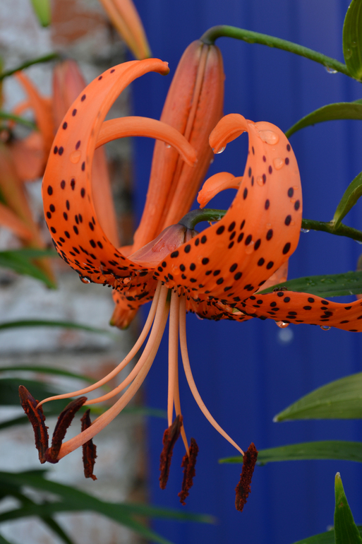 Цветочное. Летнее)