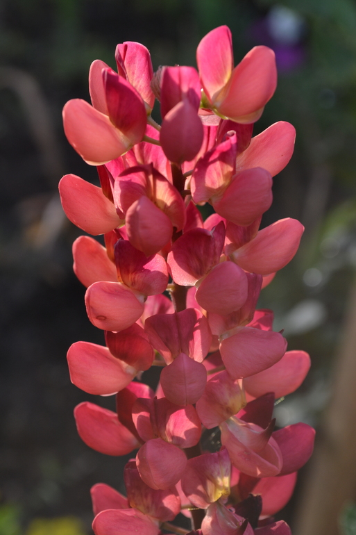 Цветочное. Летнее)