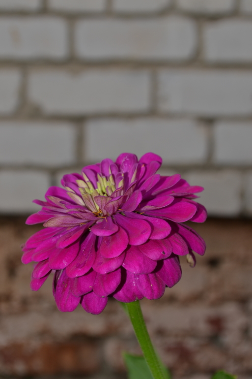 Цветочное. Летнее)