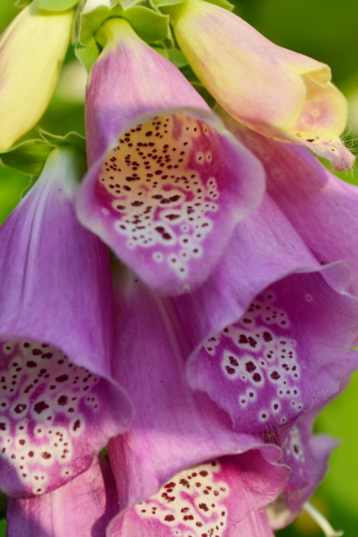 Цветочное. Летнее)