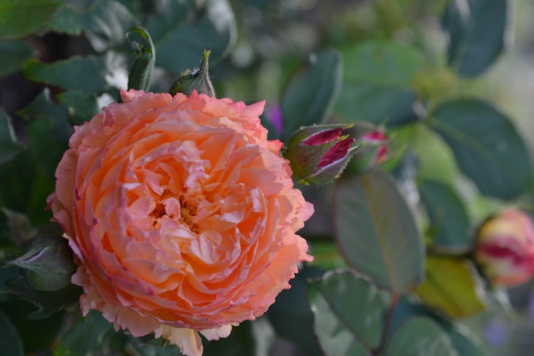 Цветочное. Летнее)