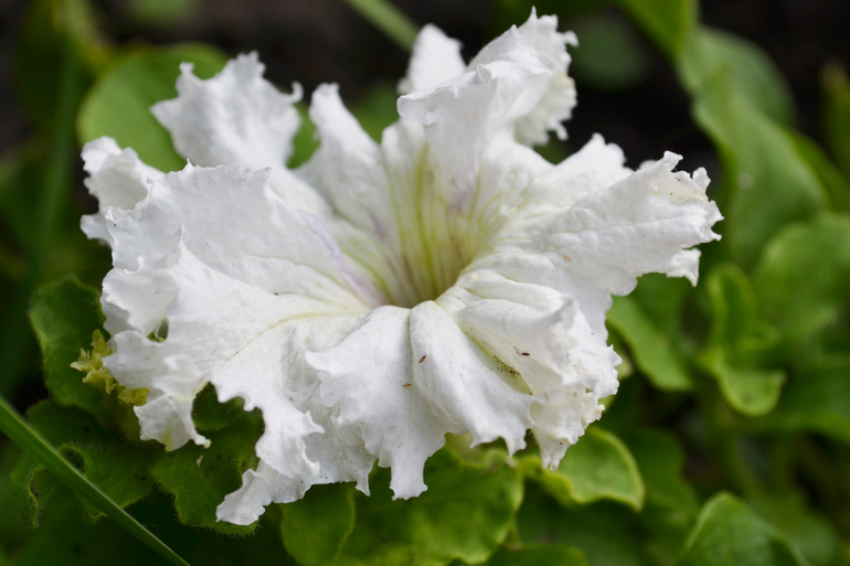 Цветочное. Летнее)