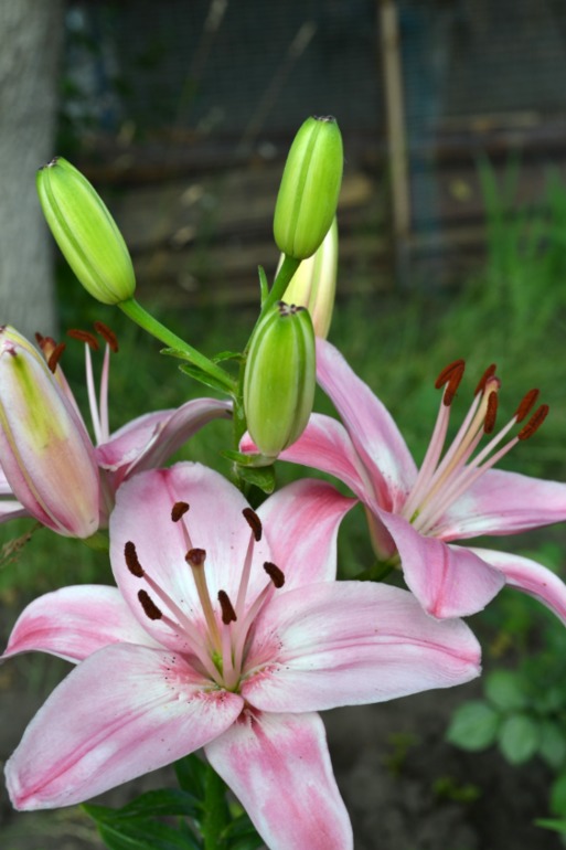 Цветочное. Летнее)