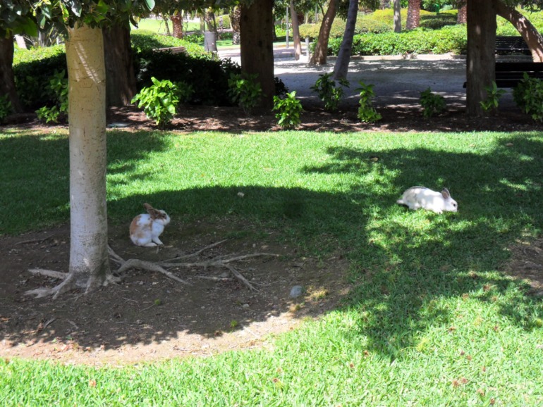 Наша дель Соль