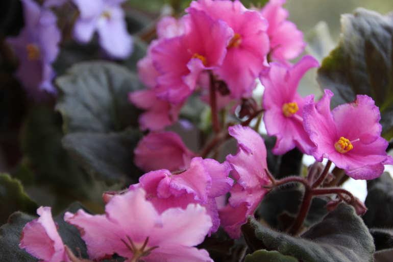 Осенний отчет по цветению! Сравним цветение на искусственном и естественном освещении?