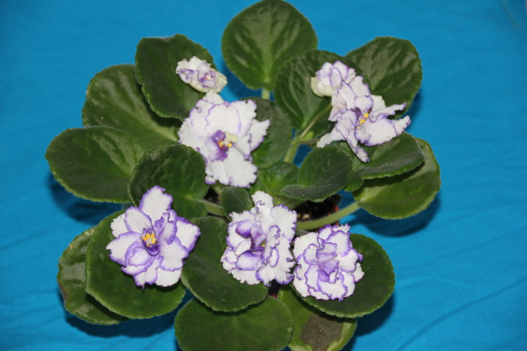 Осенний отчет по цветению! Сравним цветение на искусственном и естественном освещении?