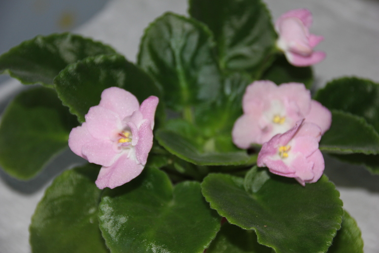 Осенний отчет по цветению! Сравним цветение на искусственном и естественном освещении?