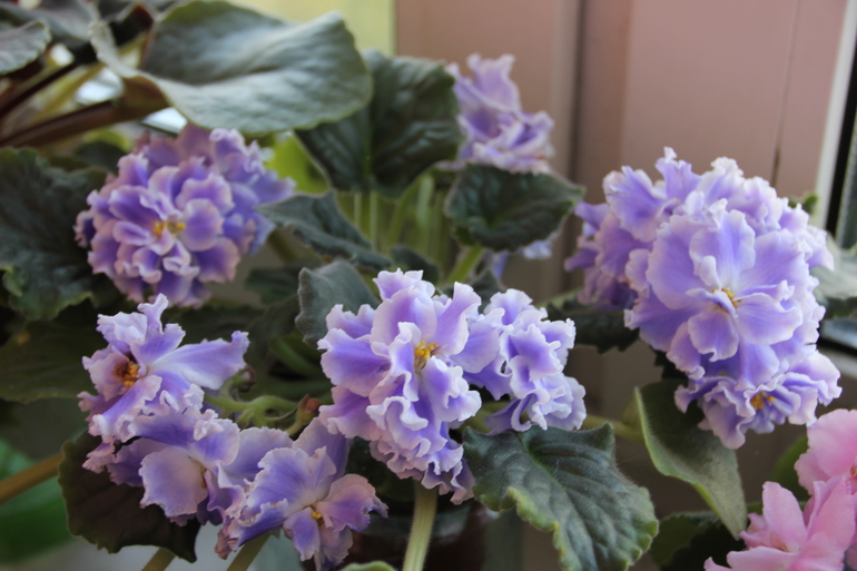 Осенний отчет по цветению! Сравним цветение на искусственном и естественном освещении?