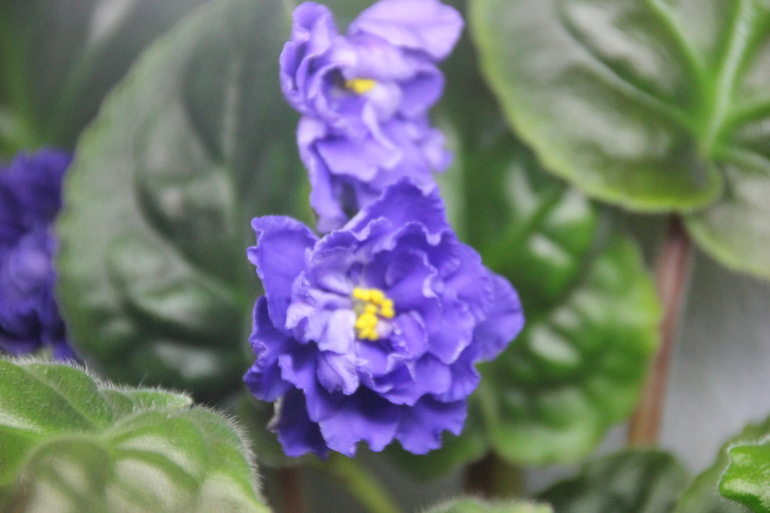 Осенний отчет по цветению! Сравним цветение на искусственном и естественном освещении?