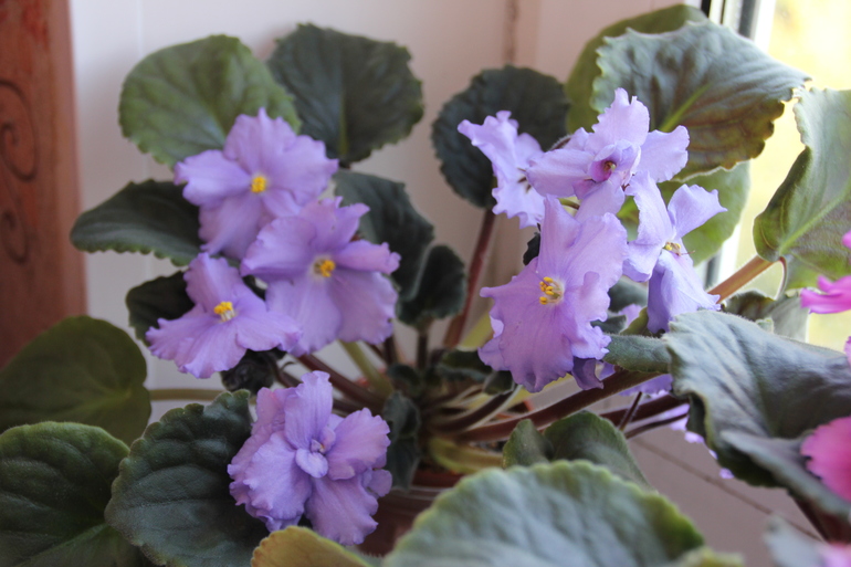 Осенний отчет по цветению! Сравним цветение на искусственном и естественном освещении?