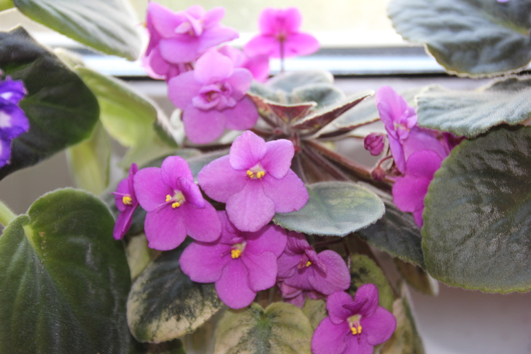 Осенний отчет по цветению! Сравним цветение на искусственном и естественном освещении?