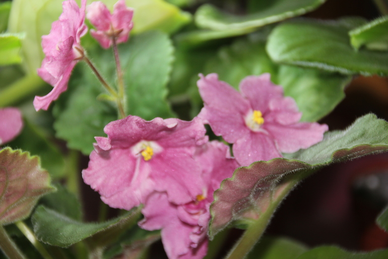 Осенний отчет по цветению! Сравним цветение на искусственном и естественном освещении?