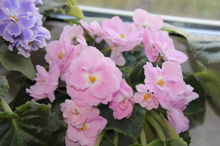 Осенний отчет по цветению!  Сравним цветение на искусственном и естественном освещении?