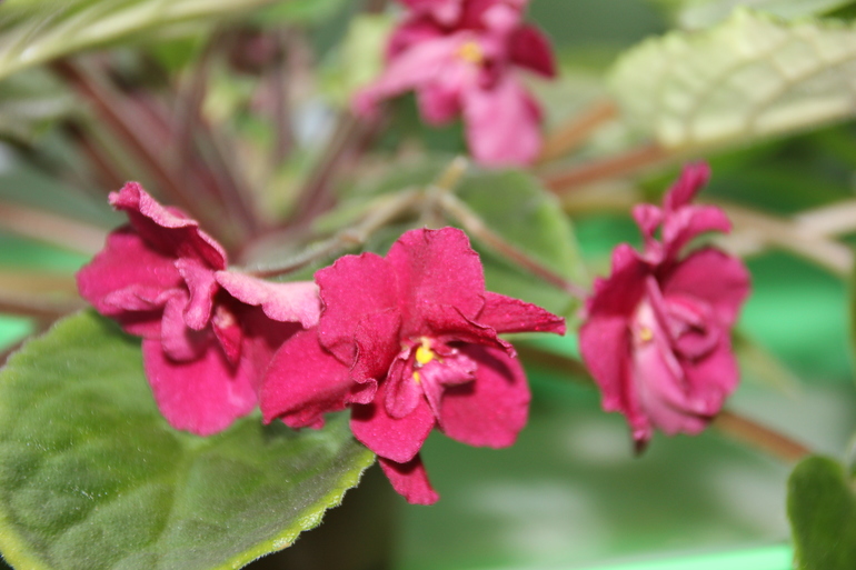 Осенний отчет по цветению! Сравним цветение на искусственном и естественном освещении?