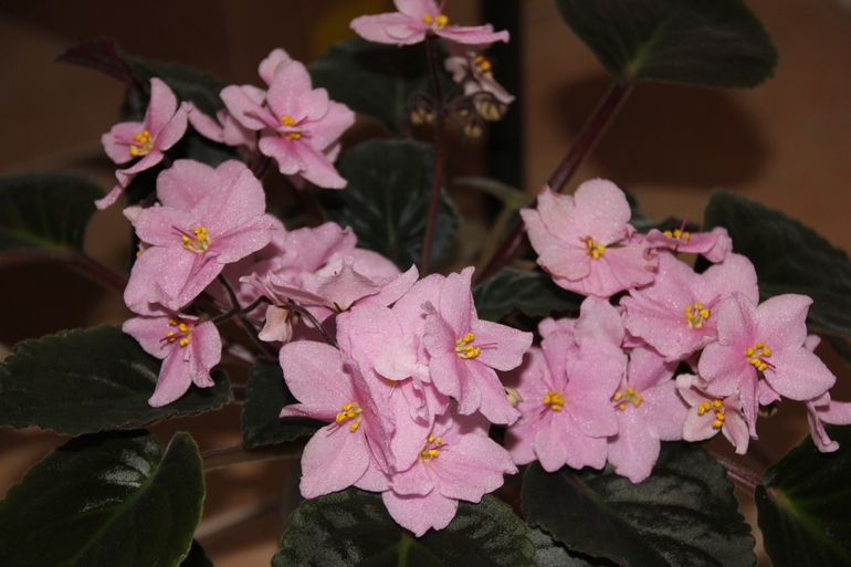 Осенний отчет по цветению! Сравним цветение на искусственном и естественном освещении?