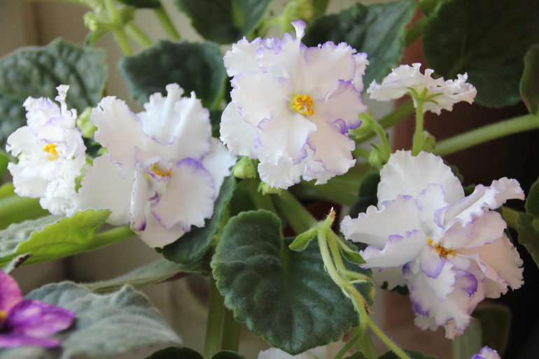 Осенний отчет по цветению! Сравним цветение на искусственном и естественном освещении?