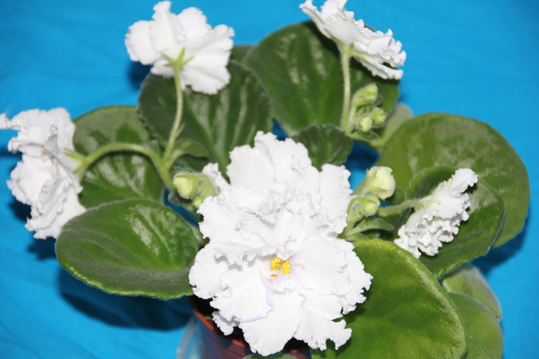 Осенний отчет по цветению! Сравним цветение на искусственном и естественном освещении?