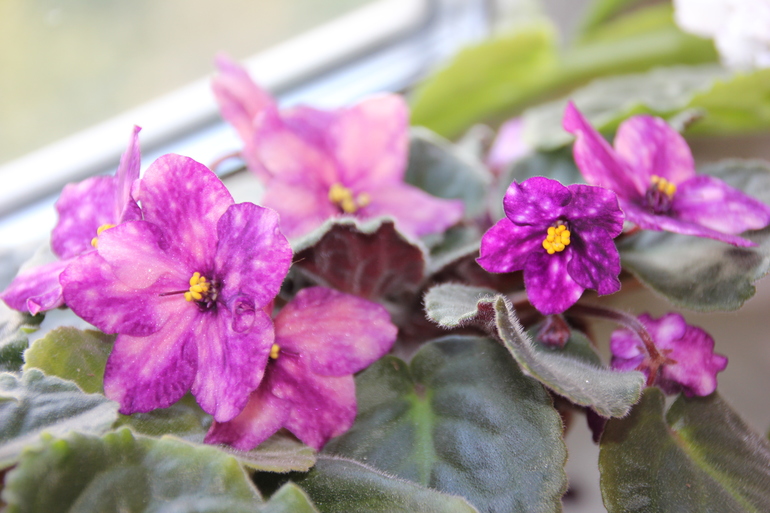 Осенний отчет по цветению! Сравним цветение на искусственном и естественном освещении?