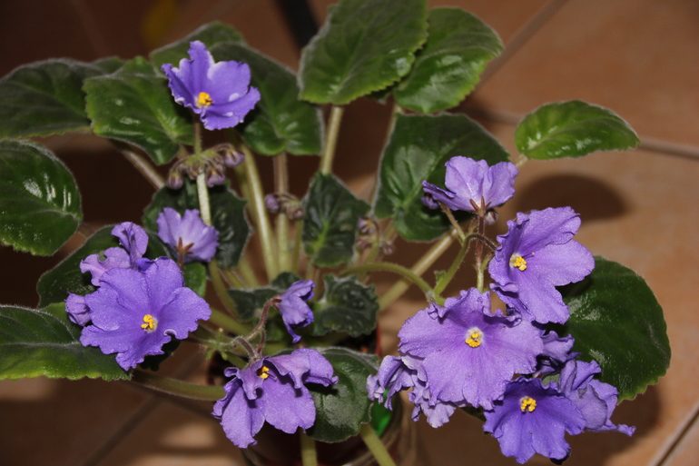 Осенний отчет по цветению! Сравним цветение на искусственном и естественном освещении?