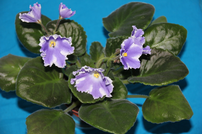 Осенний отчет по цветению! Сравним цветение на искусственном и естественном освещении?