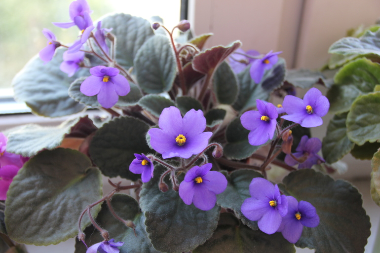 Осенний отчет по цветению! Сравним цветение на искусственном и естественном освещении?