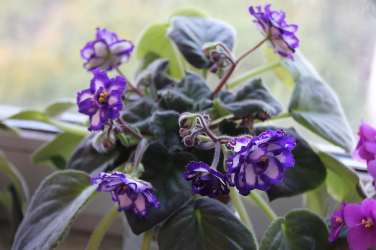 Осенний отчет по цветению! Сравним цветение на искусственном и естественном освещении?