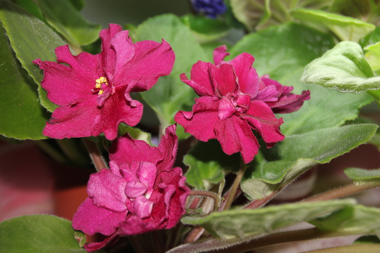 Осенний отчет по цветению! Сравним цветение на искусственном и естественном освещении?