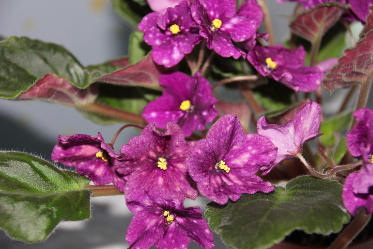 Осенний отчет по цветению! Сравним цветение на искусственном и естественном освещении?