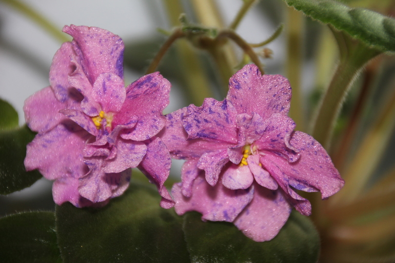 Осенний отчет по цветению! Сравним цветение на искусственном и естественном освещении?