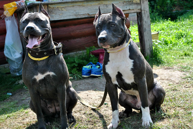 мечты, цели, вредные привычки и прочее!