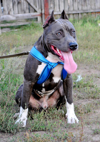 мечты, цели, вредные привычки и прочее!