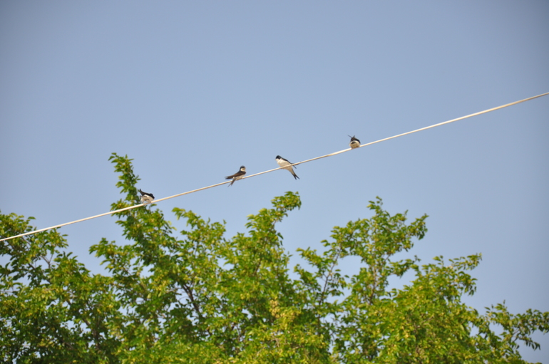 Черноморец