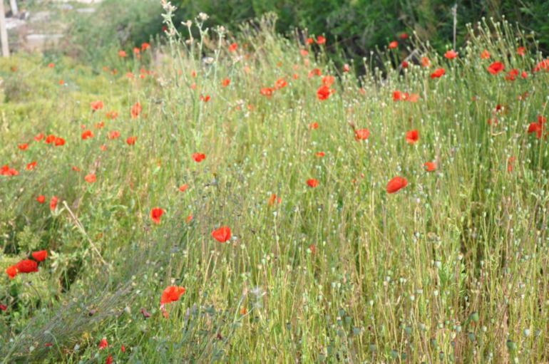 Черноморец