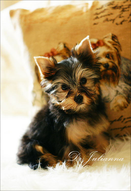 Наш ураган - Лялька!