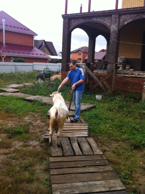 Жил-был у бабушки беленький козлик...