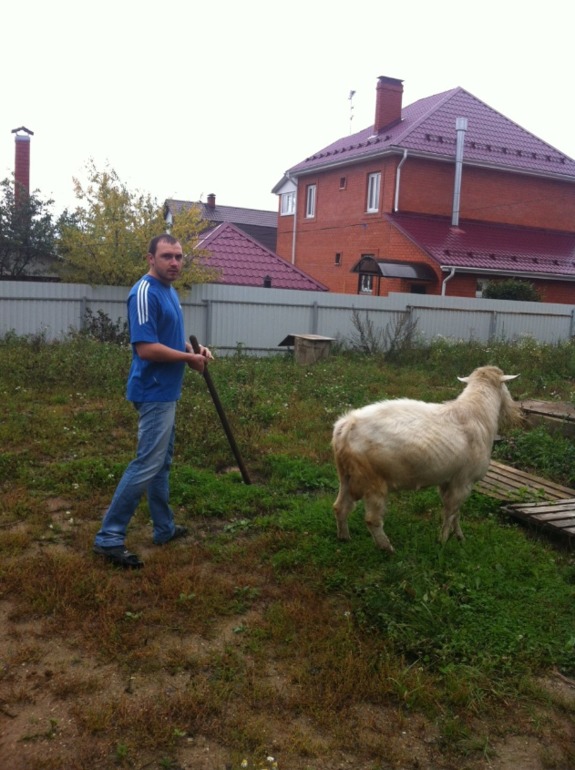 Жил-был у бабушки беленький козлик...