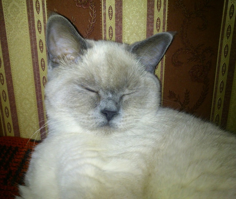 Как вы моете морду у кошек?