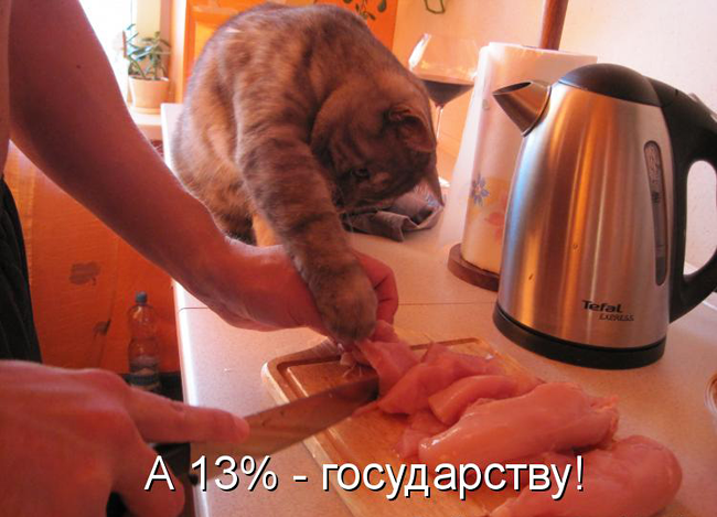 Кото-пост :-)