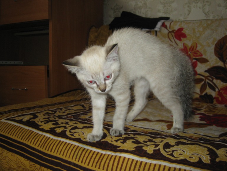 Смесь Сиамской И Сибирской Кошки Фото