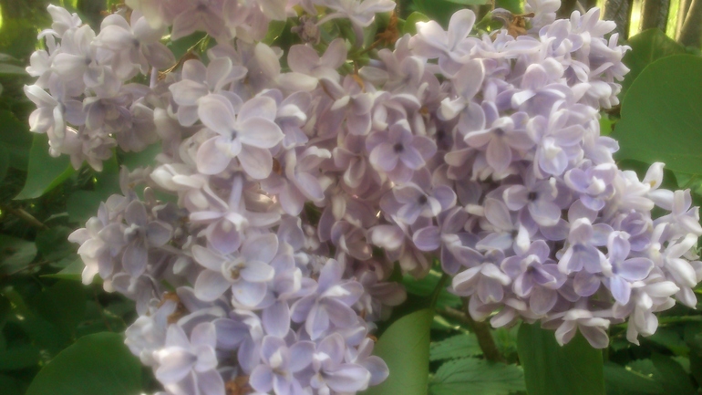 Сортовая голубая махровая сирень