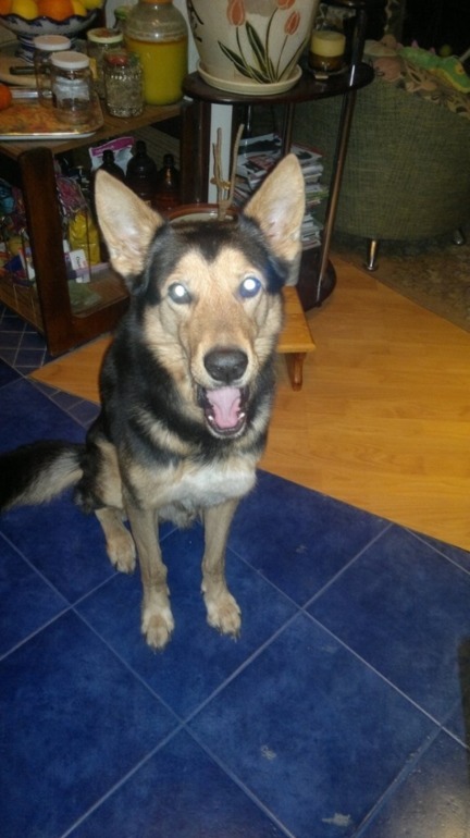 ПРОПАЛА собака!!!