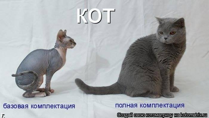 Котики)