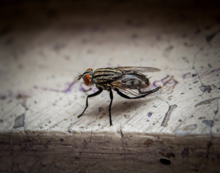 Первое макро.