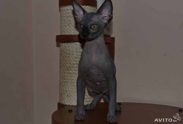 2 недели до встречи