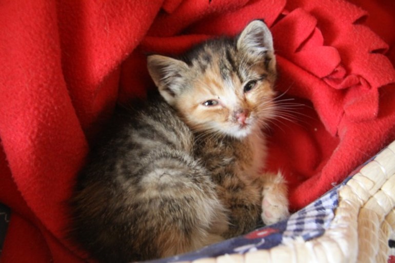 Прибавление в нашем семействе.