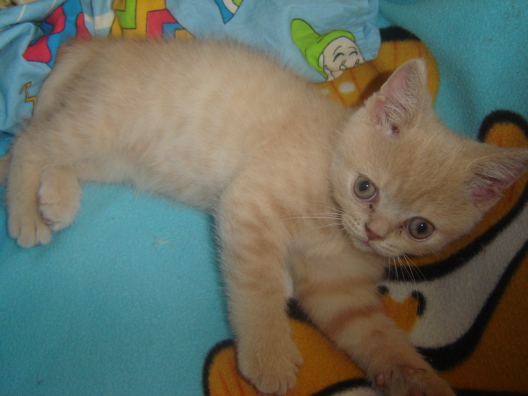 Знакомимся наш Персик!