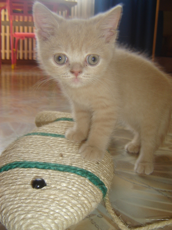 Знакомимся наш Персик!