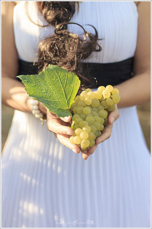 Виноградники Краснодарского края