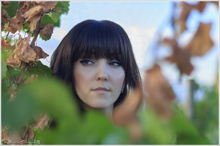 Виноградники Краснодарского края