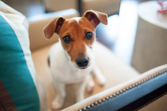 Мой любимый бирызовый цвет в интерьере